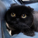 nobi profile